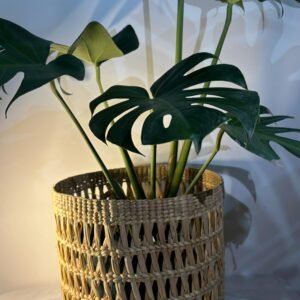 Kouna Planter with green plants for interior design and decoration
